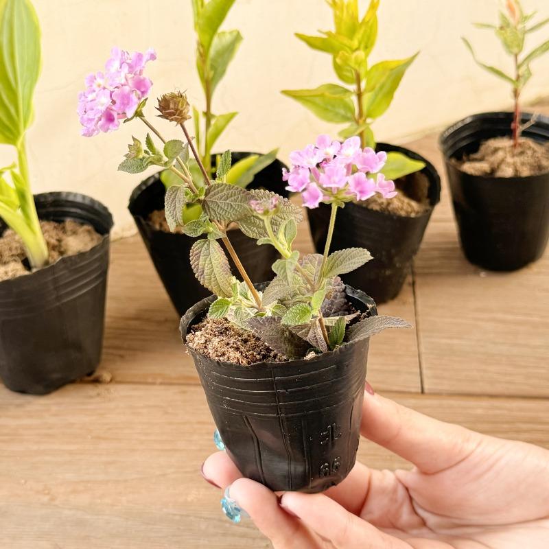 Thickened Plastic Nursery Pots Seed Starter Pot Vegetable Seedlings Cuttings Transplanting Seedling Containers Garden Supplies