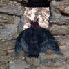 Doll Decorative Attractive Cotton Mothman Plush Toy Decoration for Home