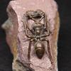 Antique Copper Ant Holding Peanut Figurine Miniature Desk Ornament Creative Animal Incense Holder Lucky Decor Crafts Accessories