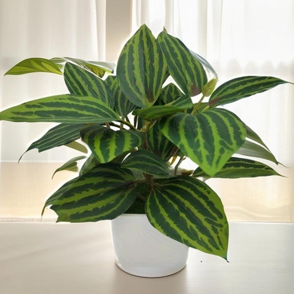 monstera monkey leaf wasserpflanze Hydro Monstera Monkey – Green Me Up main image 1