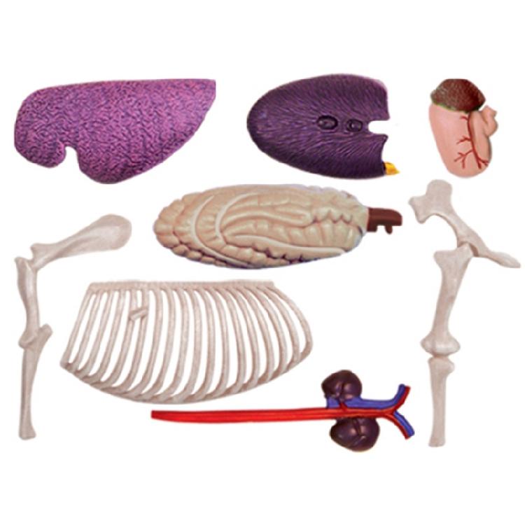 Horse Anatomy Model with Detachable Organs Body Parts for Child