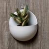 Modern Indoor & Outdoor Round Wall Planters Plastic Bonsai Wall-Hanging Flower Pots, Plant Stand Wall-Mounted Plant Holders
