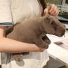 Stuffed Doll Plush Hippo Doll Simulation Hippopotamus Stuffed Toy Hippo Plush Toy  Girls Boys Gifts