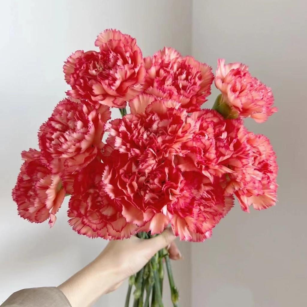 Carnation Fresh Cut Flowers for Teacher's Day, Women's Day, Family Arrangements, and Goddess Day Gifts.