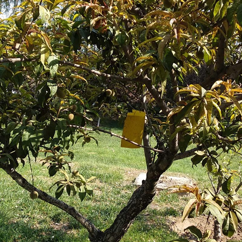 Premium 5pcs Outdoor Yellow Sticky Glue Flying Pest Insect Papers Traps For Bugs