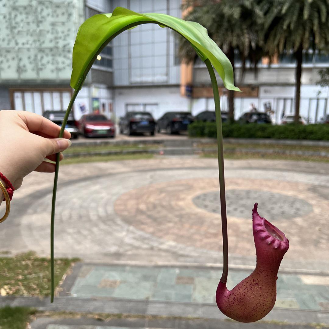 

1Pc 29.9 Artificial Nepenthes Lifelike Faux Pitcher Plant Hanging Vine Green Plant for Vase Bouquets Home Office Wedding Decor фиолетовый