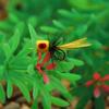 #10 Foam Popper Flies Fly Fishing Lures, Floating Topwater Dry Flies Bugs for Bass Trout Panfish Sunfish Saltwater Freshwater Bait Tackle