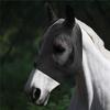 Horse Colors 5 Mask With Ears Comfort Fit Mesh Trail Pasture Sun Protection Uv