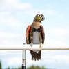 Creative Parrot Diaper Clothes Lovely Print Bird Flight Suit Reusable Comfortable Costume for Pet Bird Decorative Fashion