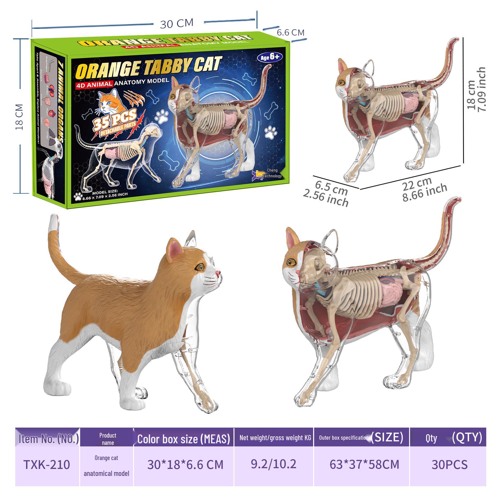 Animal Organ Model Cognitive Toy: Children s Educational Skeleton & Anatomy