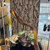 PINVNBY Branches for Reptiles,Crested Gecko Resin Climbing Tree Branch with Hideout Cave Bearded Dragon Tank Accessories Lizard Terrarium Habitat