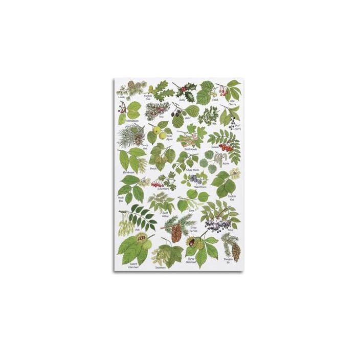 Poster Vintage Sur Toile - HNPBB - Plantes Et Feuilles - 40x60 Cm - Impression Moderne