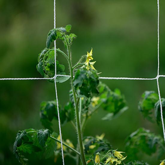 Climbing Net High Elasticity Good Stretching Force Polyester Climbing Plants Garden Trellis Netting for Outdoor