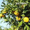 Kosei Brewery Kozuru Sour Yuzu Lemon Liqueur, 25% ABV, 600ml