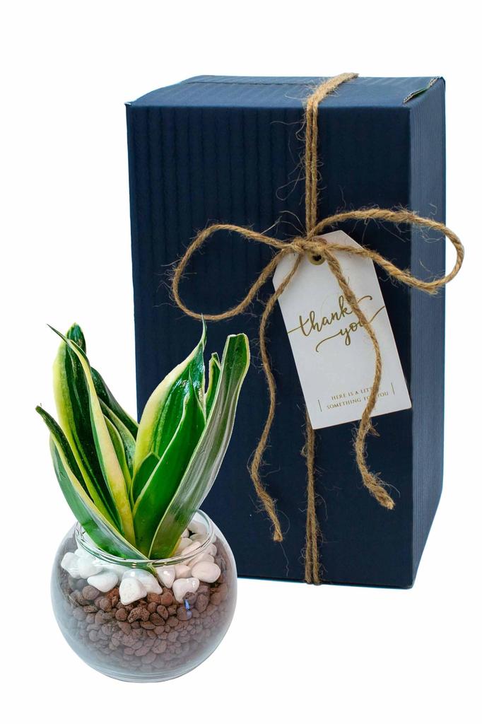 Sansevieria Geschenkbox nur Setbox, die als Tag Geburtstag Baby Hochzeit 60. Geburtstag ein Geschenk zum Übermitteln Echte Zimmerpflanze Hydrokultur Mini
