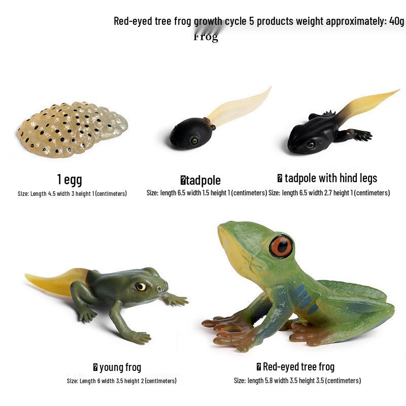 Frog Life Cycle Model Set: Tadpole to Frog Educational Toys for Kids