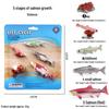 Mini Animal Growth Cycle Toys: Butterfly, Rooster, Ant, Frog, Sea Turtle, Dragonfly
