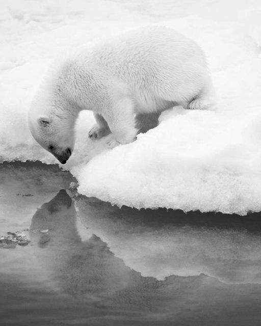 5D DIY Diamantmalerei Voll Quadrat Schwarz Weiß Tiere Diamantstickerei Löwe Tiger Mosaikbild aus Strass Dekor Geschenk