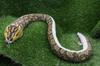 Takeoff Hub Realistic snake stuffed toy