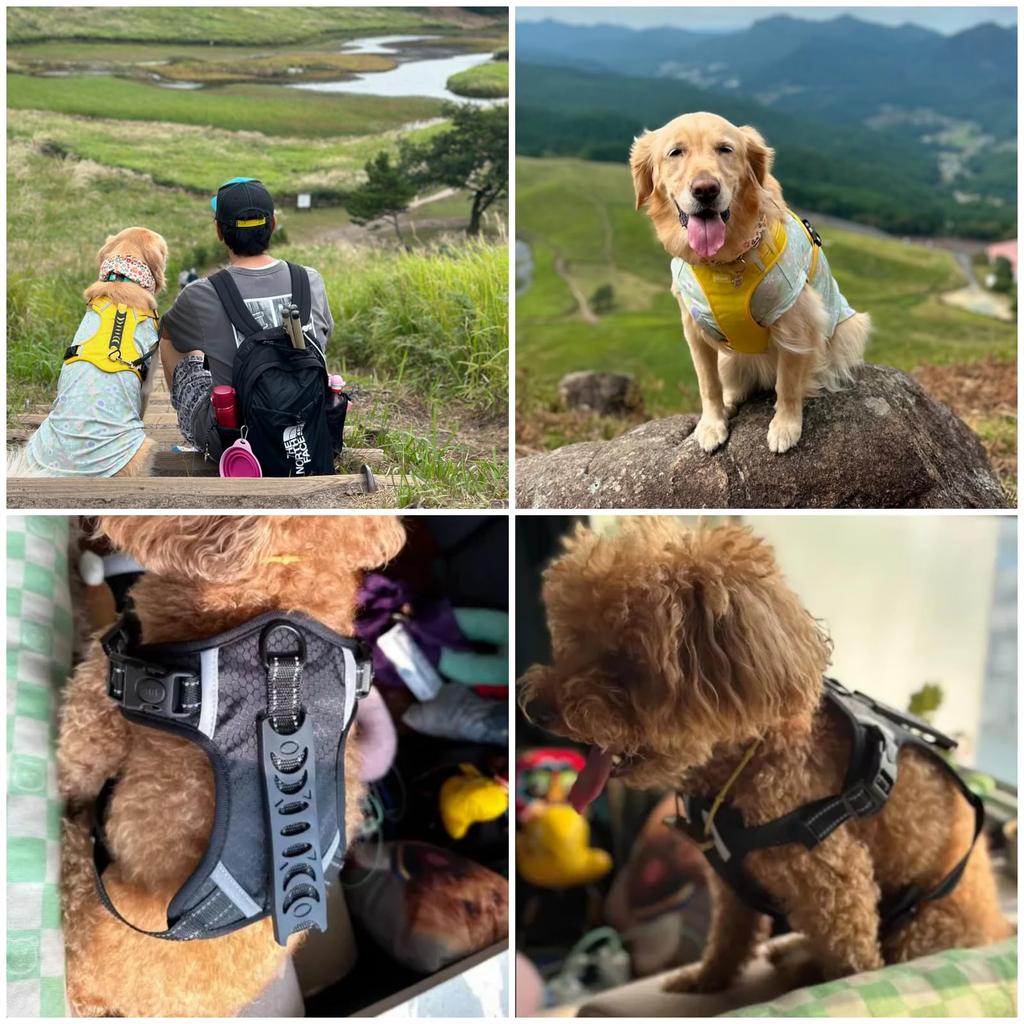 GIIPET Dog Harness with Suitable for Soft Dog Come Easy To Put On and Take Adjustable Reflective Collar For Walking Walking S - Lead, 2-45kg, Harness,