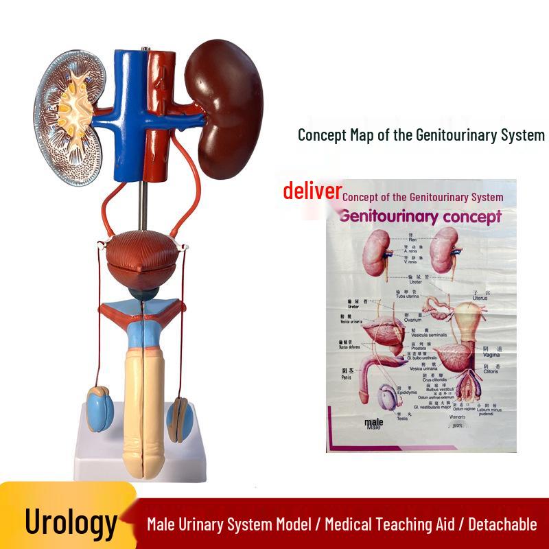 Male Genitourinary Anatomical Model: Human Urinary System