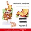 Human Digestive System Model: Stomach, Large Intestine, Cecum, Rectum, Duodenum.