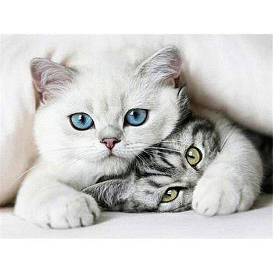 Broderie cu diamante Pisici Pictură cu diamant Animale rotunde Imagini cu strasuri cu mărgele Mozaic cu diamante Decor de perete