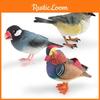 Bird Species Animal Model For Classroom Learning And Collectors Display In Plastic Material