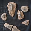 1 Stück Kinderspielzeug Simuliertes Harz Fossil Ornament Kriechendes Terrarium Dekorationen Dekorativer Behälter Landschaft Reptil
