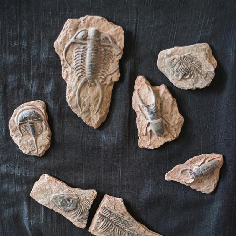 1 Stück Kinderspielzeug Simuliertes Harz Fossil Ornament Kriechendes Terrarium Dekorationen Dekorativer Behälter Landschaft Reptil