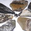 Stone Natural Fossil Megalodon North United States Specimen Set of 6 [N2 Natural] (Carcharocles/Otodus Megalodon) - Carolina, - (2 "One-of-a-kind"
