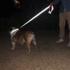 Katzen Hunde Geschirr Halsband Blei Gurt Nacht Reflexion Hund Haustier Abschleppseil 1.2/1.5/1.8m Schutzseil Haustier Walking Training Leine