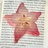Simulation Fruit Simulation Bookmark Acrylic Note Bookmark Creative Fruit Apple Slice Bookmark