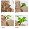 Brazilian Wood Is A Nice Tree Grown In Water For Four Seasons. It Is An Easy-to- Plant Grown In Water Indoors.