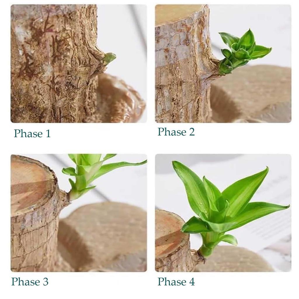 Brazilian Wood Is A Nice Tree Grown In Water For Four Seasons. It Is An Easy-to- Plant Grown In Water Indoors.