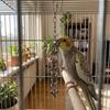 Verschleißfestes Hängendes Molarenspielzeug Edelstahl Vogelkäfig Spielzeug Vogel Kette Glöckchen Spielzeug Vogel Training