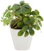 KI Japan Interior Green Artificial Photocatalytic Fake Green KU Sugar Vine White Ceramic Square Plants, (14cm tall, Pot)