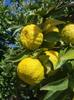 Jardinagem e paisagismo – Sementes