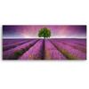 Canvas print, Field of lavender