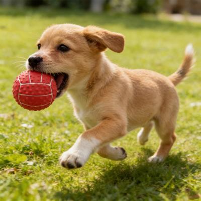 Perros – Juguetes para perros