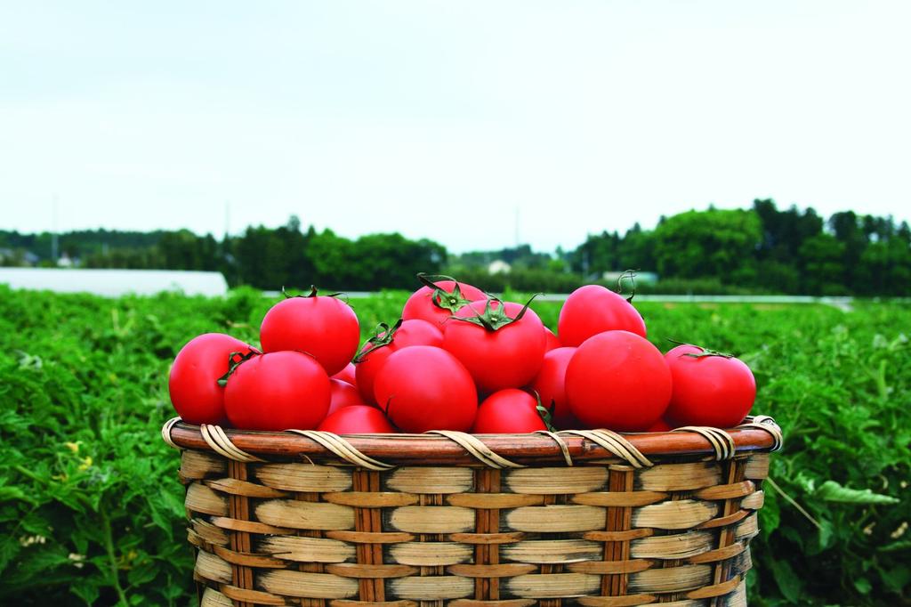 Kagome Centennial Quality Tomato Juice 190g X 30 Bottles