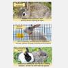 Simulated Buttocks Rabbit Soothing Ball Comfortable Hamster Venting Ball  Small Animal