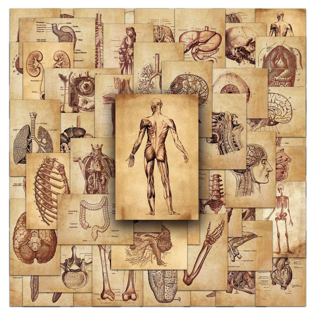 50 Pièces Autocollants Décoratifs Rétro Anatomie Humaine pour Trottinettes & Carnets