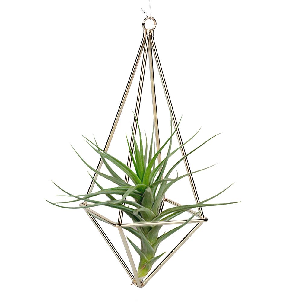 Plant Holder Quadrilateral  ing Tillandsia Rack for Room Decor(Black)