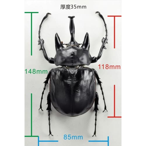 BACALYSO | Nirvana Acteon Elephant Beetle Figure, Refrigerator Ornament, Magnetic, Realistic, Adult, Illustrated, Insect, Beetle, Resin, Adult-Friendl