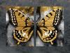 GLAS-SPRITZSCHUTZPLATTE FÜR DIE KÜCHE 2x35x52 SCHMETTERLING