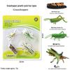 Children's Cognitive Toys: Frog Tadpole Growth Cycle Models