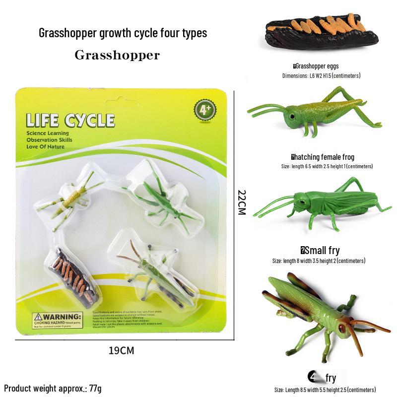Children's Cognitive Toys: Frog Tadpole Growth Cycle Models