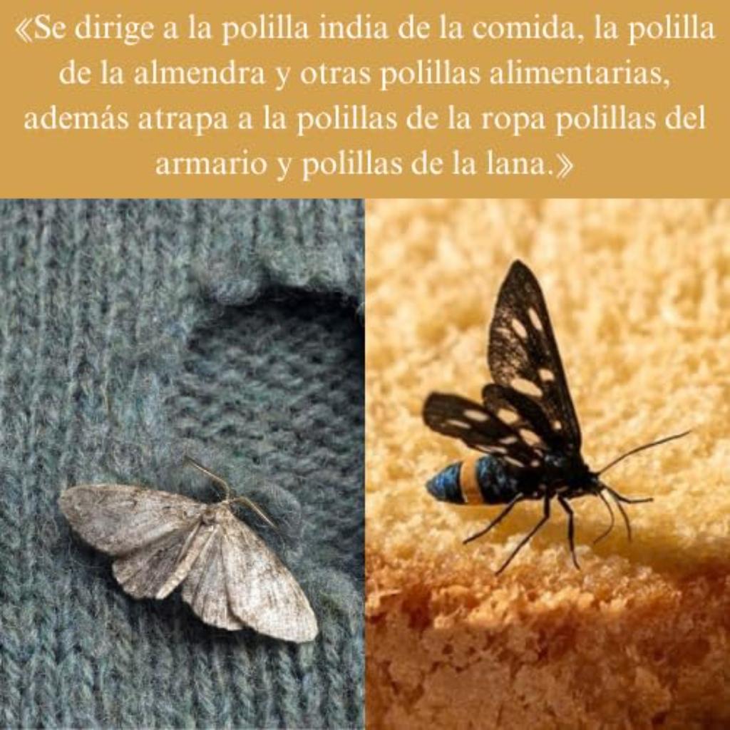 Moth Catching House Moth Trap Moth Trap Moth Catching House Moth House