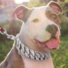 32mm Stainless Steel Dog Collar Necklace Large Breeds Bulldog Doberman Gold Black Rose